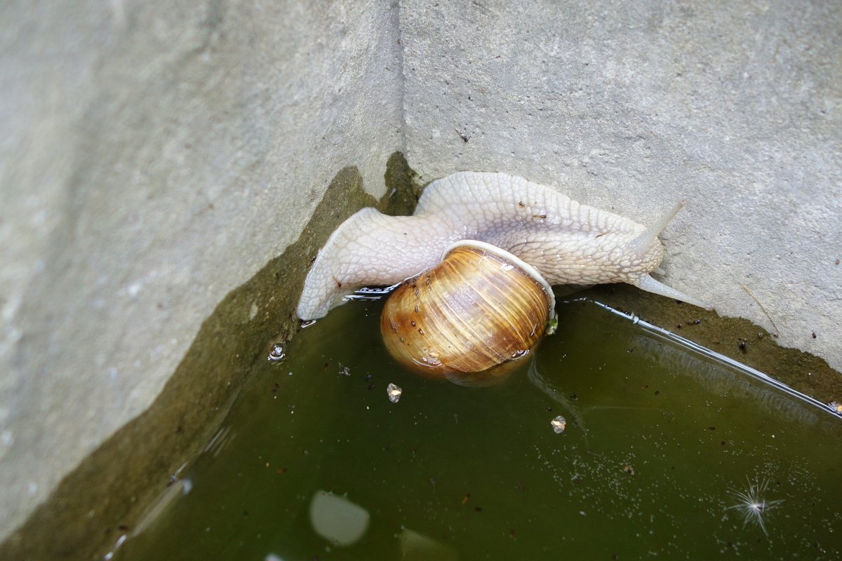 Sommer 2018!    Unser Pool ... ein ♥ für Schnecken