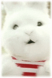 Hasi